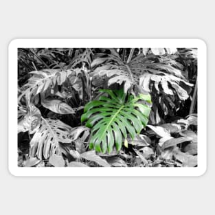 Monstera (Fosters botanical garden, Honolulu, HI) Sticker